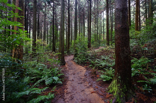 a fine path through cedar forest