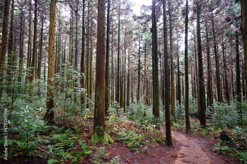 a fine path through cedar forest