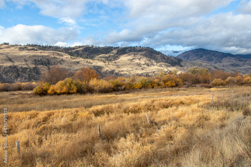dry grass in a field in the Okanagan Valley, BC
