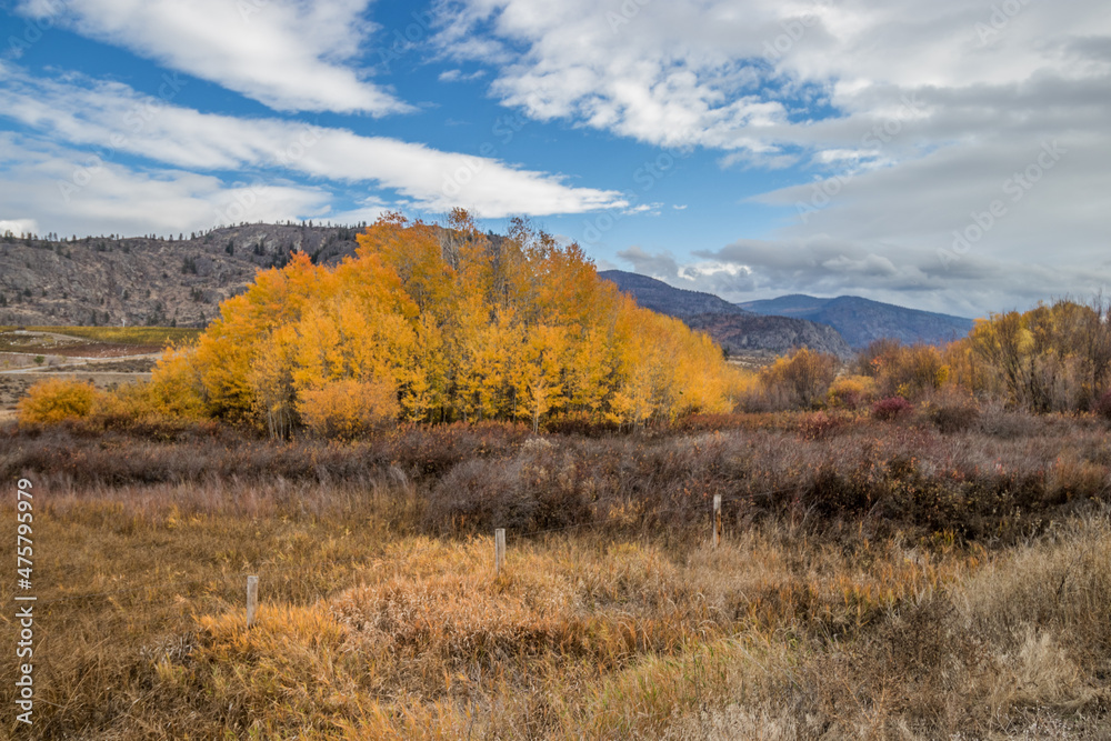 Bright yellow and orange autumn leaves in the Okanagan Valley