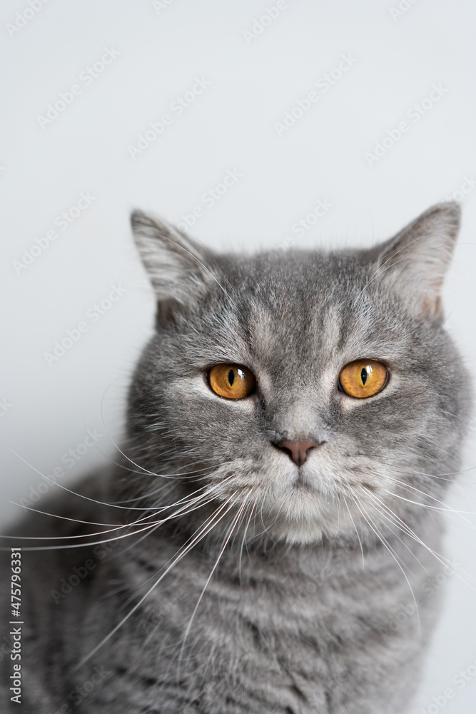 Obraz premium cat on a white background