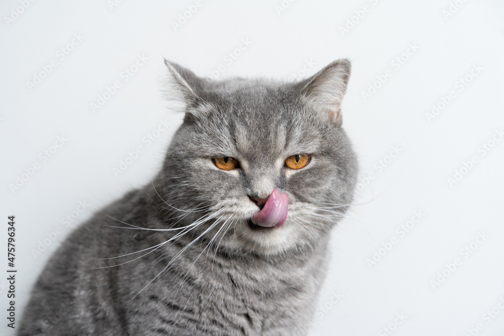 cat on a white background cat on a white background