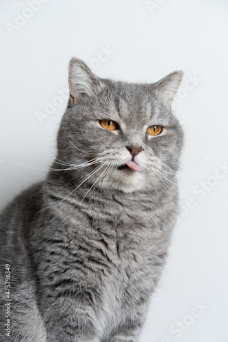 cat on a white background