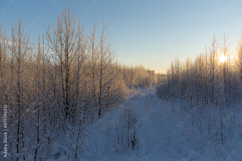 sunny landscape in winter