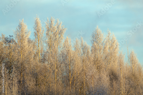 winter landscape with trees in snow