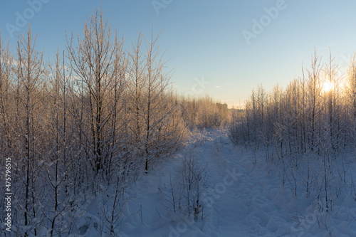 sunny landscape in winter