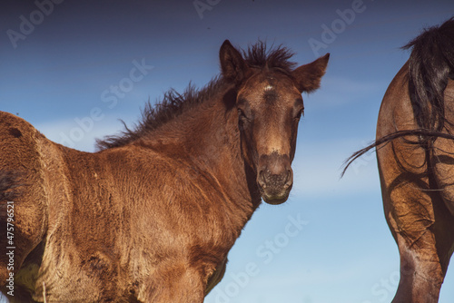 Scenic view of a brown horse on the field on a clear sky background © Wirestock 
