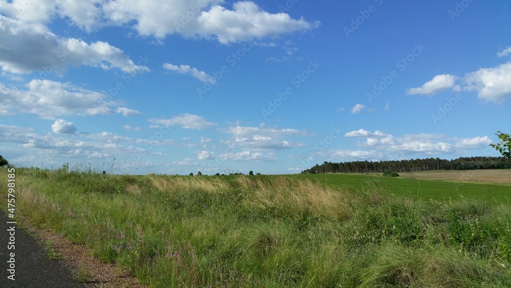 Grass in the countryside