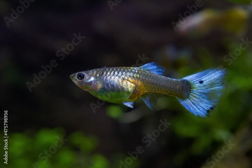 freshwater dwarf rainbow fish guppy species, female of captive artificial breed in neon glowing coloration, best fish pet for beginners, dark blurred background, balance of nature