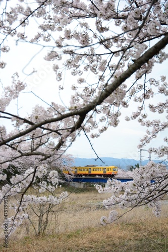 Japanese local train Sangi Railway running countryside with cherry blossom in full bloom photo