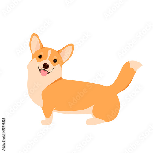 Cute corgi on a white background. Cartoon design.
