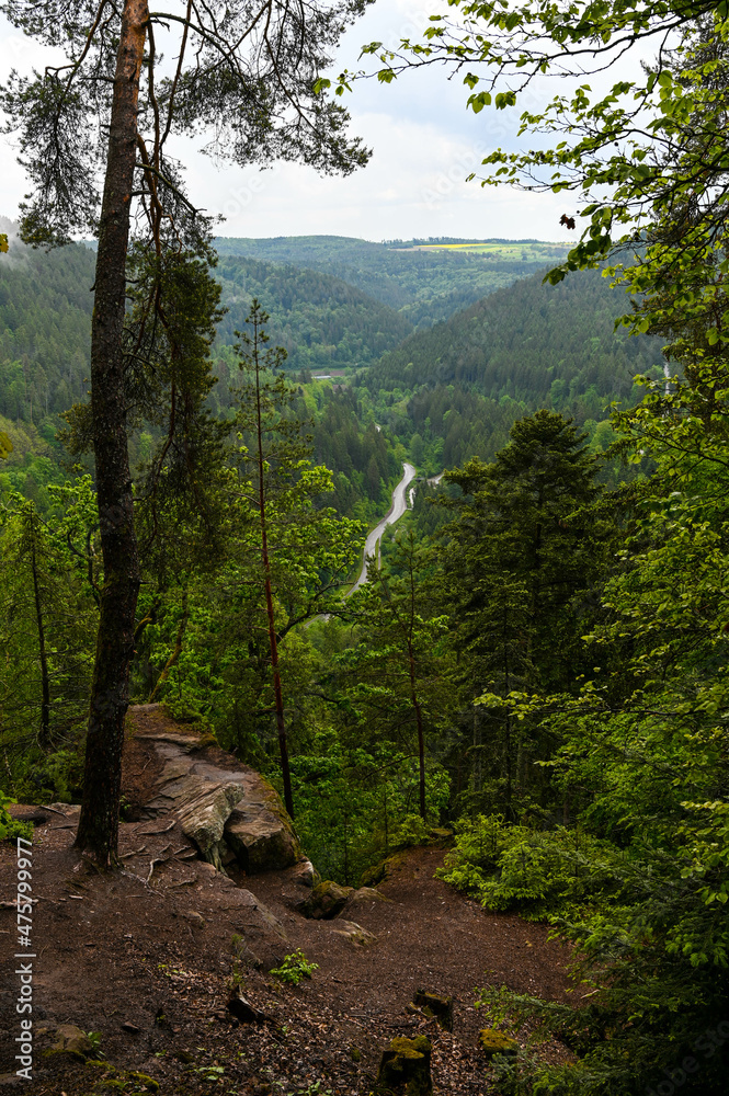 Forest landscape in the Black Forest, Germany. A winding road leads through the forest in the valley in the background.