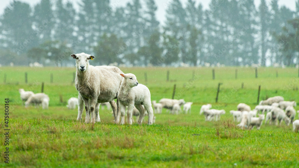 Lamb and ewe in the rain on the green hills in Golden Bay, South Island. Lamb and ewe in the rain on the green hills in Golden Bay, South Island.