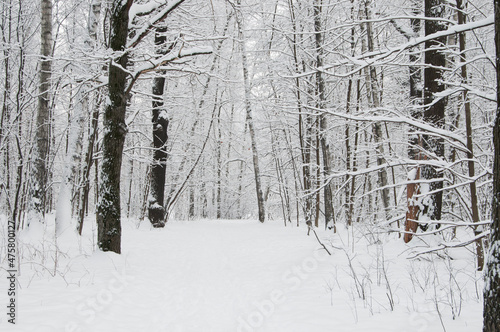 Wallpaper Mural Winter landscape with a park after snowstorm Torontodigital.ca