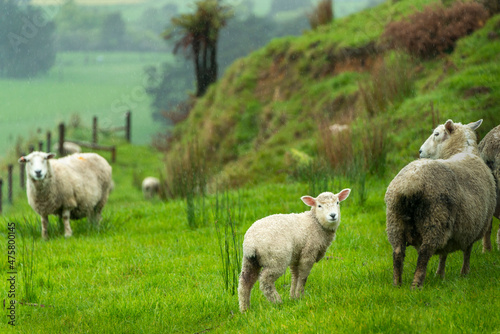 Lamb and ewe in the rain on the green hills in Golden Bay, South Island.