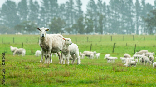 Lamb and ewe in the rain on the green hills in Golden Bay, South Island. photo