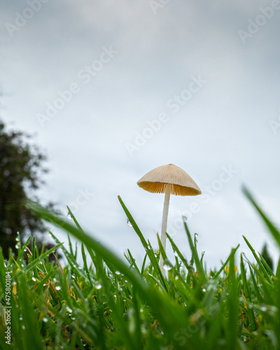 Close-up image of a wild mushroom popping up in the front yard lawn after a rainy spell in Auckland. Vertical format.