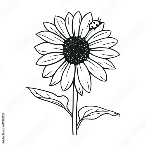 sunflower with ladybug in black and white vector illustration