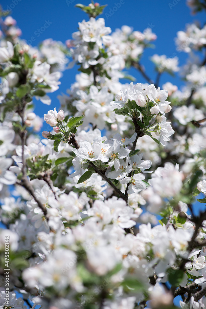 Spring blossom: branch of a blossoming apple tree on garden background - selective focus, space for text Spring blossom: branch of a blossoming apple tree on garden background - selective focus, space for text