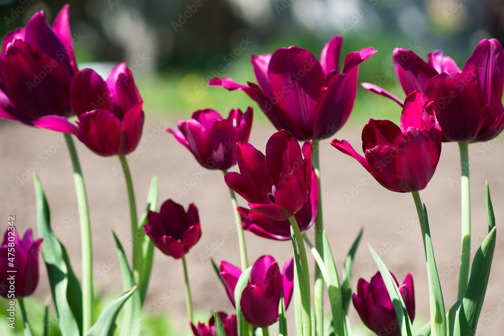 Tulip Merlot - Blooming purple tulips in a rural garden on blurred background. Tulip Merlot - Blooming purple tulips in a rural garden on blurred background.