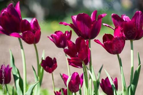 Fototapeta Naklejka Na Ścianę i Meble -  Tulip Merlot - Blooming purple tulips in a rural garden on blurred background.