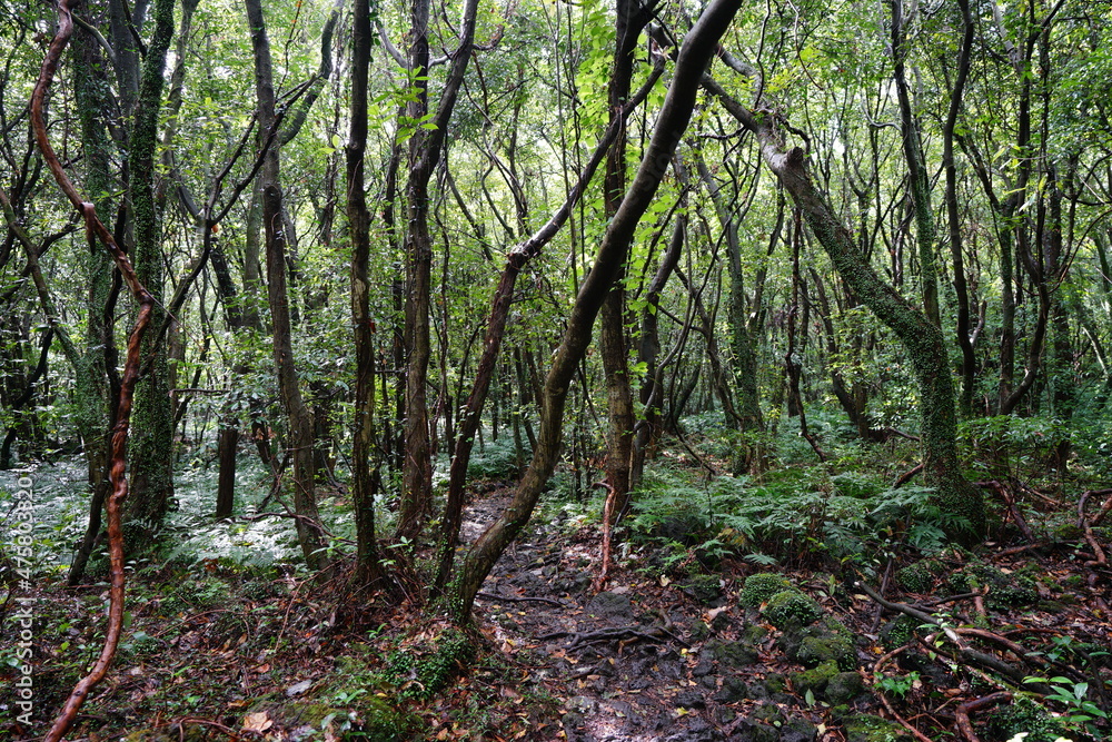 mossy trees and rocks in a primeval forest mossy trees and rocks in a primeval forest