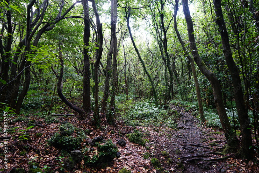 thick wild forest with trees, vines, fern