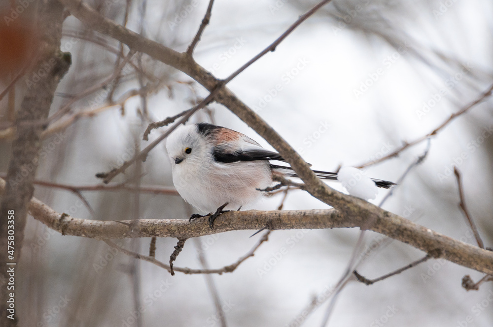 Long-tailed tit (Aegithalos caudatus) sitting on the branch during winter. Concepts: wildlife, birds, birdwatching, outdoor Long-tailed tit (Aegithalos caudatus) sitting on the branch during winter. Concepts: wildlife, birds, birdwatching, outdoor