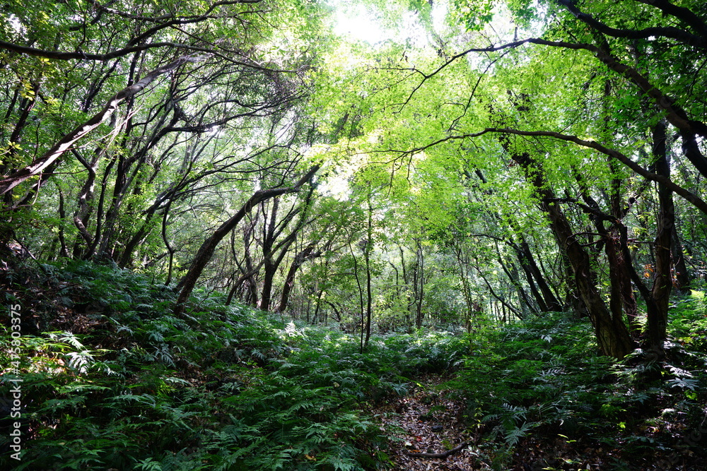 Obraz premium fern and old trees in a deep forest