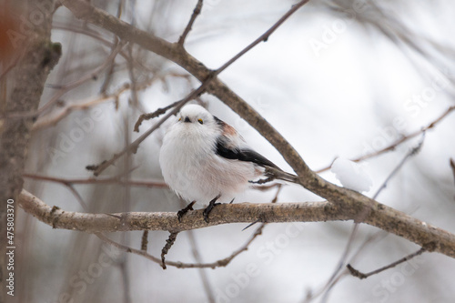 Long-tailed tit (Aegithalos caudatus) sitting on the branch during winter. Concepts: wildlife, birds, birdwatching, outdoor