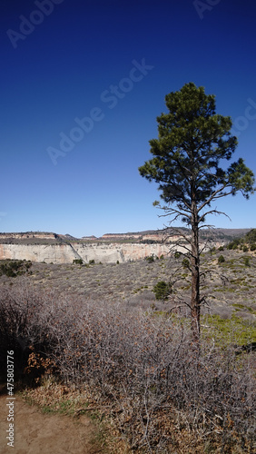 Pine tree in a dry arid area photo