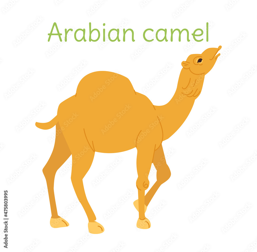 the arabian camel is standing. Australian bird in simple style. the arabian camel is standing. Australian bird in simple style.