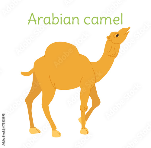 the arabian camel is standing. Australian bird in simple style.