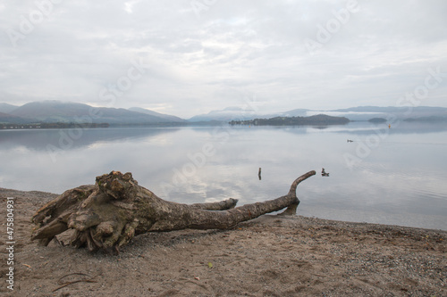 A still  calm  evening view over Loch Lomond with driftwood on the shore  near Duck Bay in Scotland  UK