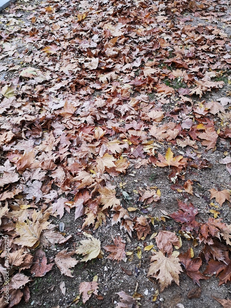 falling leaves on the ground during autumn