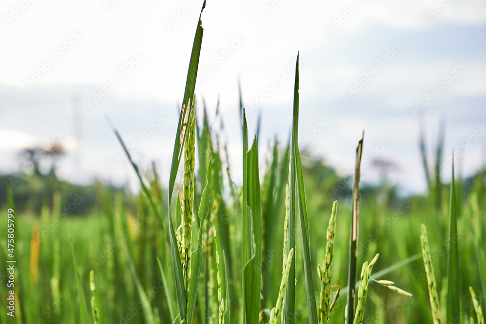 close-up of beautiful rice grass, rice fields fail to harvest close-up of beautiful rice grass, rice fields fail to harvest