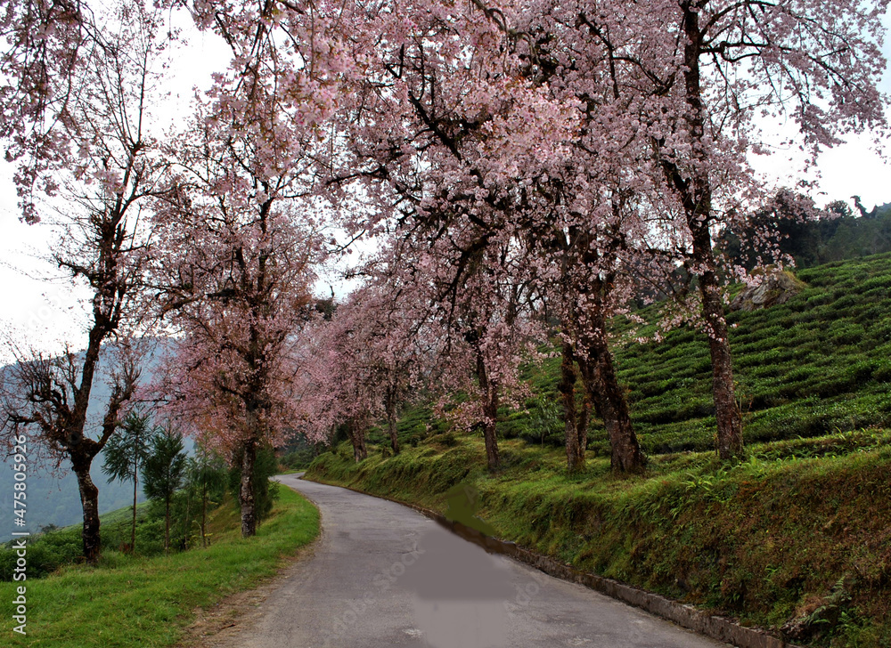 Cherry fully blossom at Temi Tarku in South Sikkim, looks mesmerizing. Cherry is sign of cold, so it brings winter here in the state. Cherry fully blossom at Temi Tarku in South Sikkim, looks mesmerizing. Cherry is sign of cold, so it brings winter here in the state.