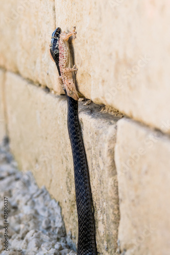 A black Western Whip Snake, Hierophis viridiflavus, hunting a Moorish Gecko, Tarentola mauritanica. photo