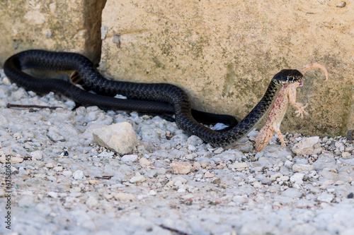 Black Western Whip Snake, Hierophis viridiflavus, hunting a Moorish Gecko, Tarentola mauritanica. photo