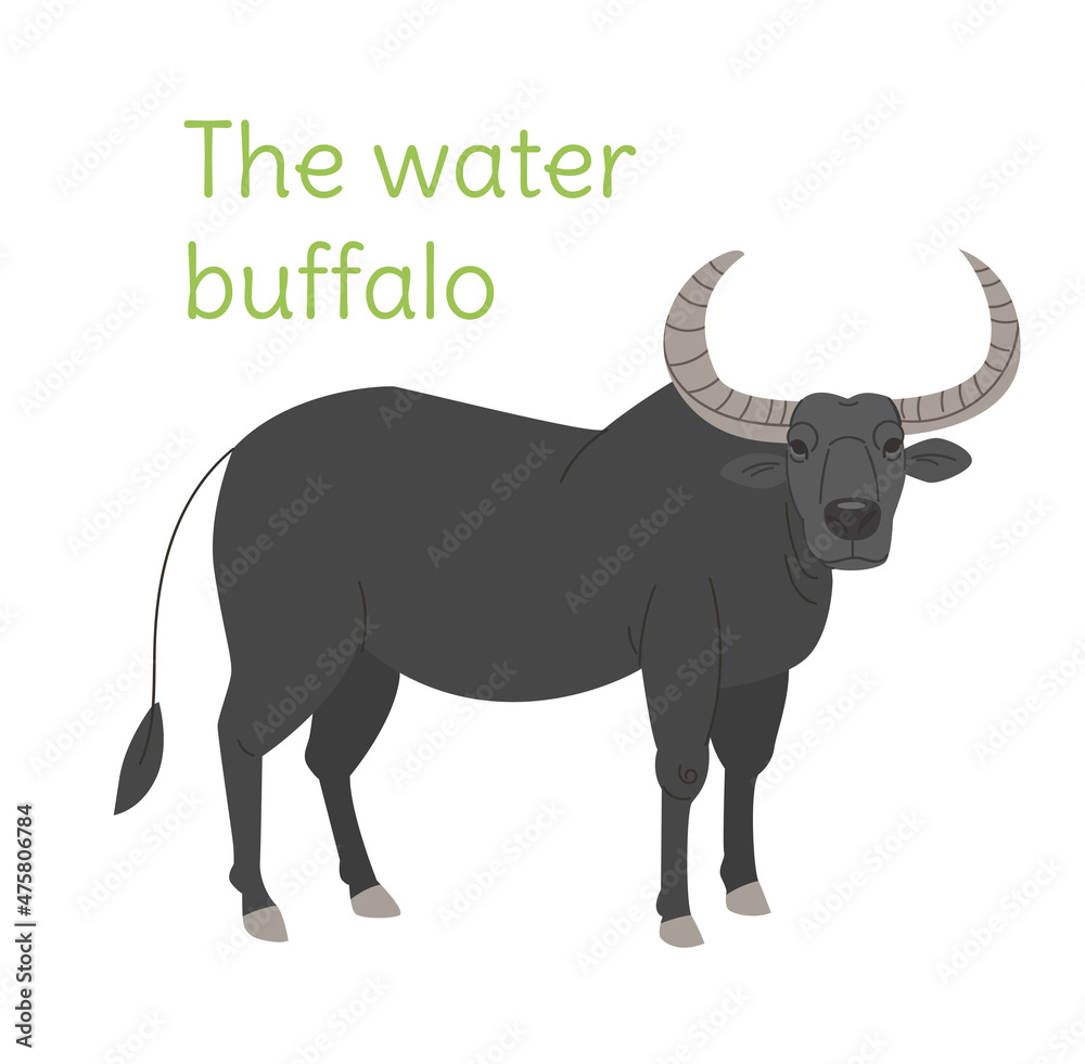 The water buffalo stands, an Australian animal. Flat vector illustration. Vector illustration