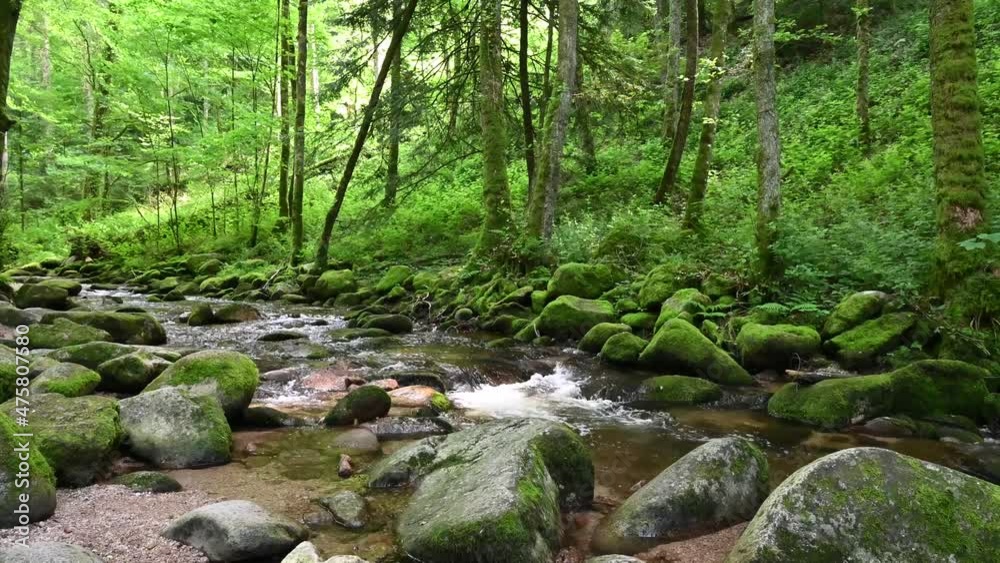 An idyllic stream flows through a beautiful forest in Germany. An idyllic stream flows through a beautiful forest in Germany.