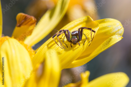 African Mask Spider (Synema imitatrix) sitting on a yellow daisy flower photo