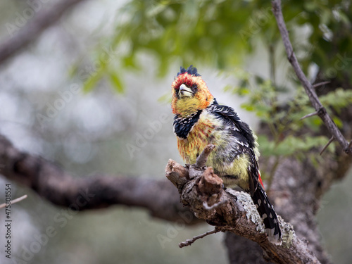 A colorful Crested Barbet (Trachyphonus vaillantii) sitting in a tree with its feathers puffed up photo