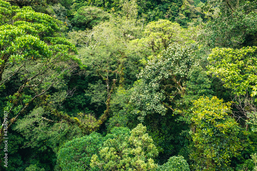Trail in Cloudforest in Costa Rica. Tropical Rainforest.