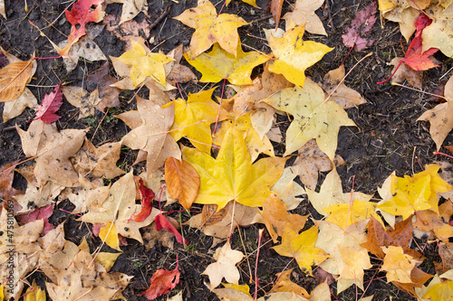 Fallen red and yellow maple leaves. Autumn background.