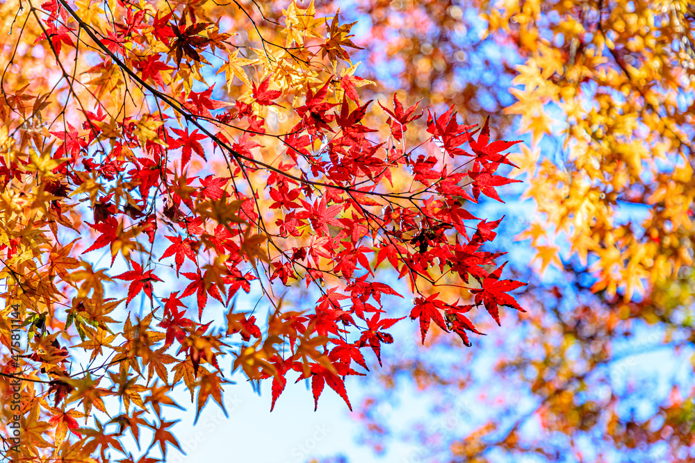 秋の用作公園 大分県豊後大野市
Autumn Yujaku Park. Ooita-ken Bungoono city 秋の用作公園 大分県豊後大野市
Autumn Yujaku Park. Ooita-ken Bungoono city