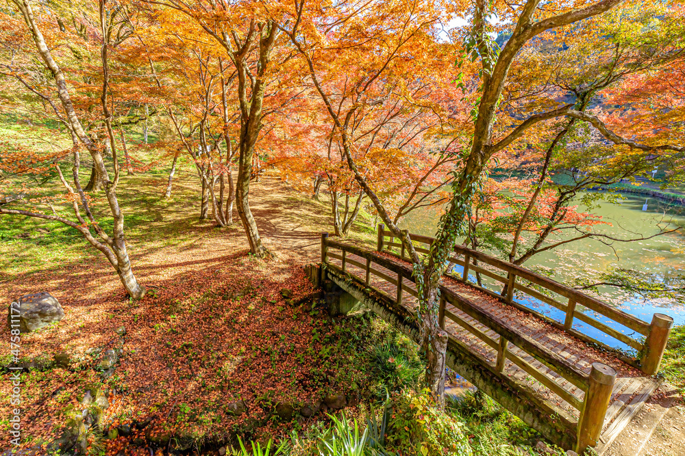 秋の用作公園 大分県豊後大野市
Autumn Yujaku Park. Ooita-ken Bungoono city 秋の用作公園 大分県豊後大野市
Autumn Yujaku Park. Ooita-ken Bungoono city