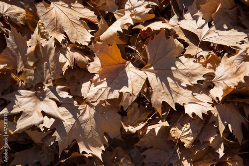 Autumn colored leaves on a sunny day, southern Spain photo
