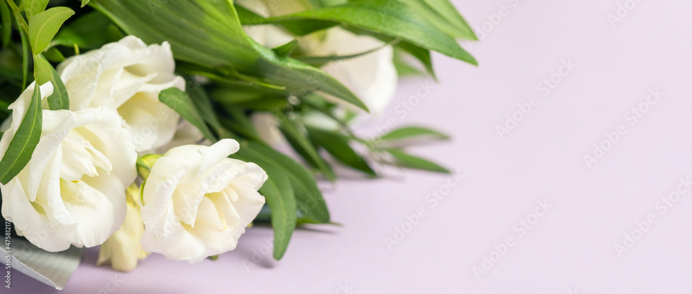 White roses on veri pery background.