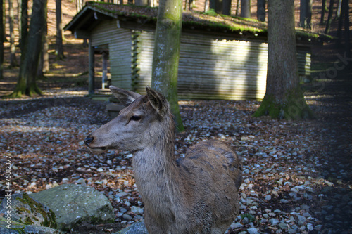 Closeup of a tufted deer photo